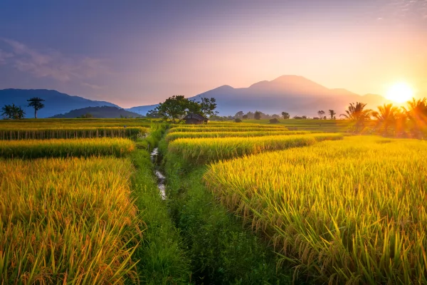 Tin tức quê hương