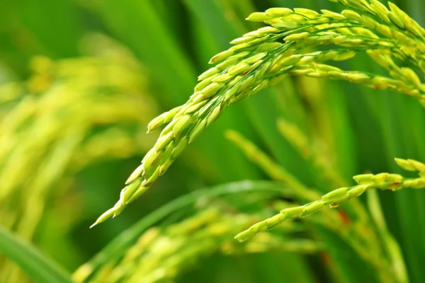 Họp mặt Đồng hương năm 2016