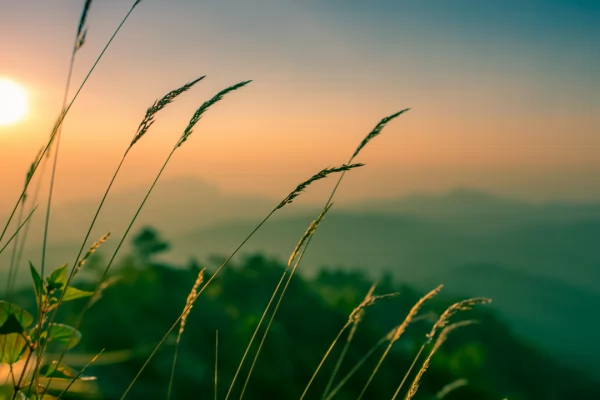 Đồng hương Phong Điền